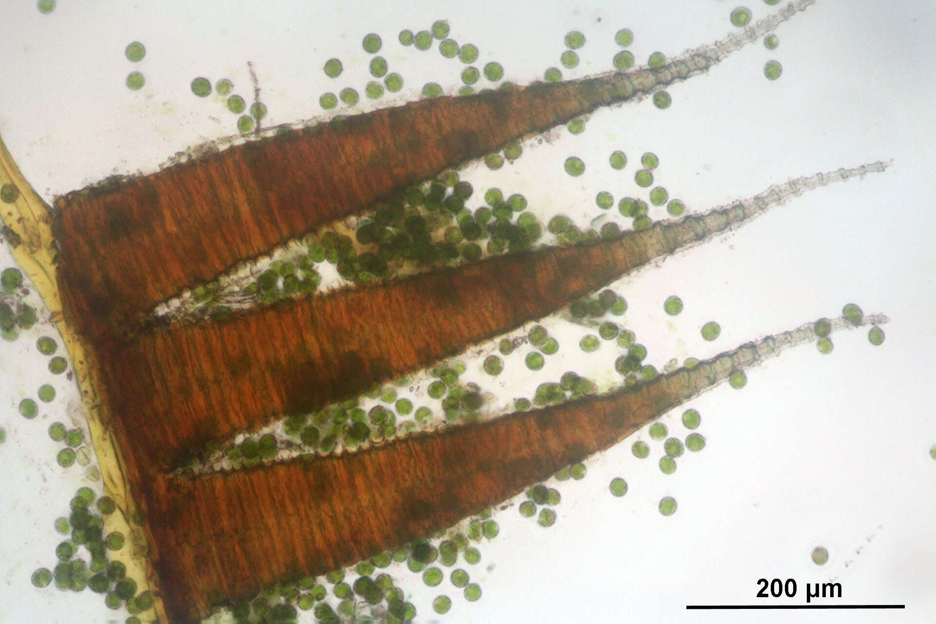 Image of platyhypnidium moss