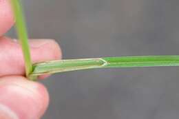 Image of Few-Nerve Cotton-Grass