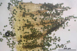 Image of platyhypnidium moss