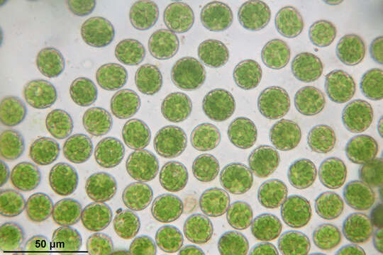 Image of platyhypnidium moss