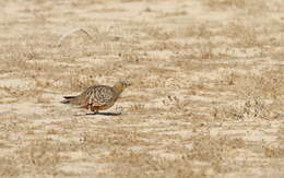 Image of Crowned Sandgrouse