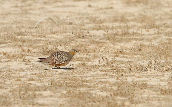 Image of Crowned Sandgrouse