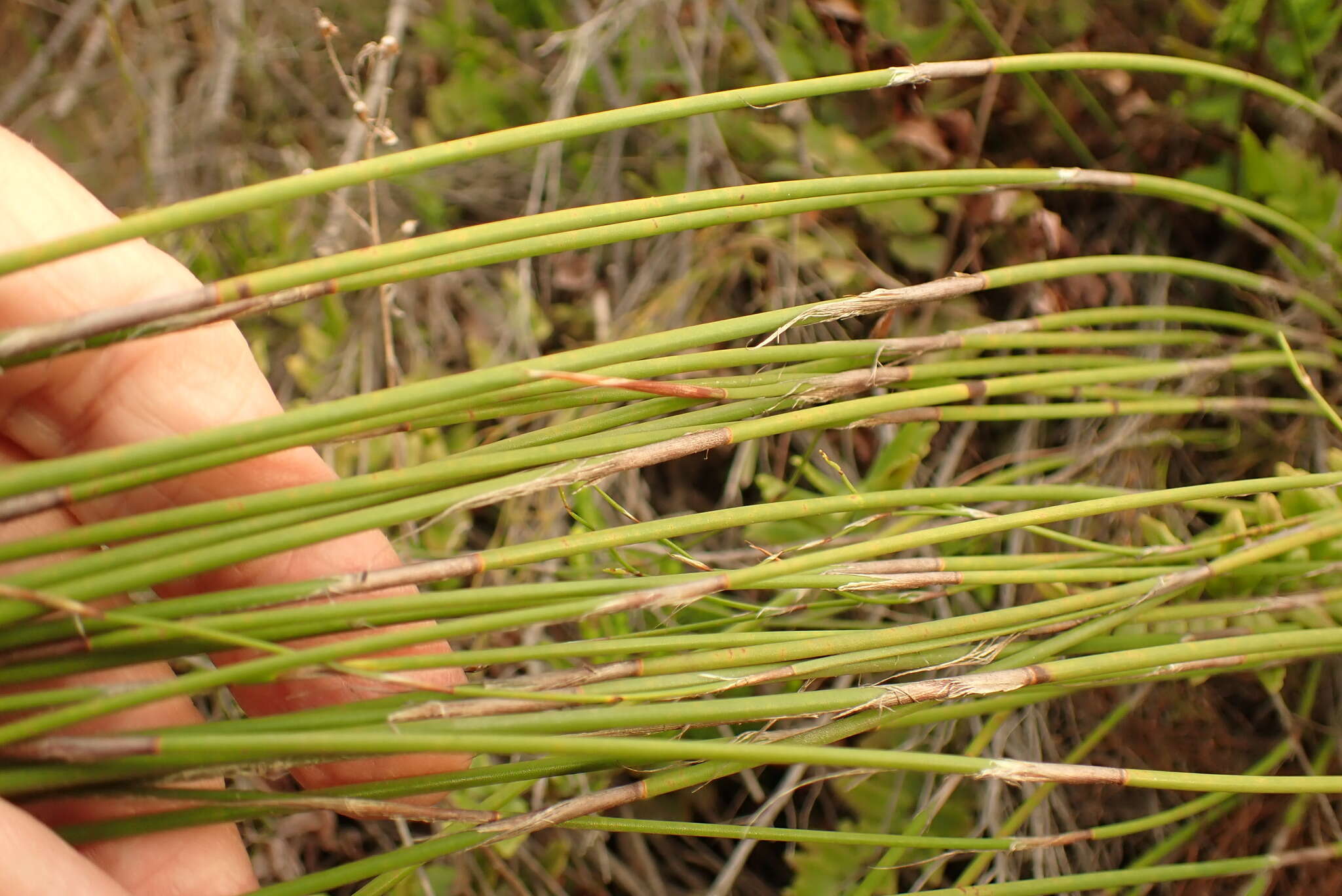 Image of Rhodocoma fruticosa (Thunb.) H. P. Linder