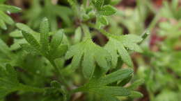 Imagem de Saxifraga geranioides L.