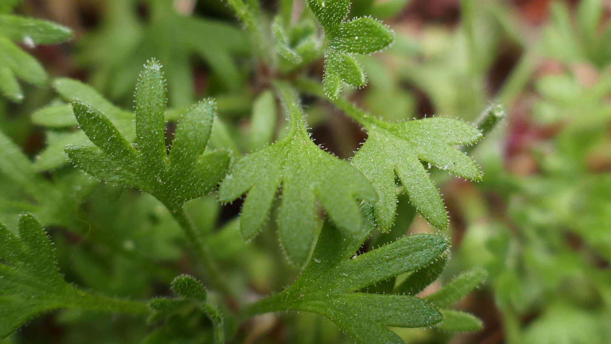 Imagem de Saxifraga geranioides L.