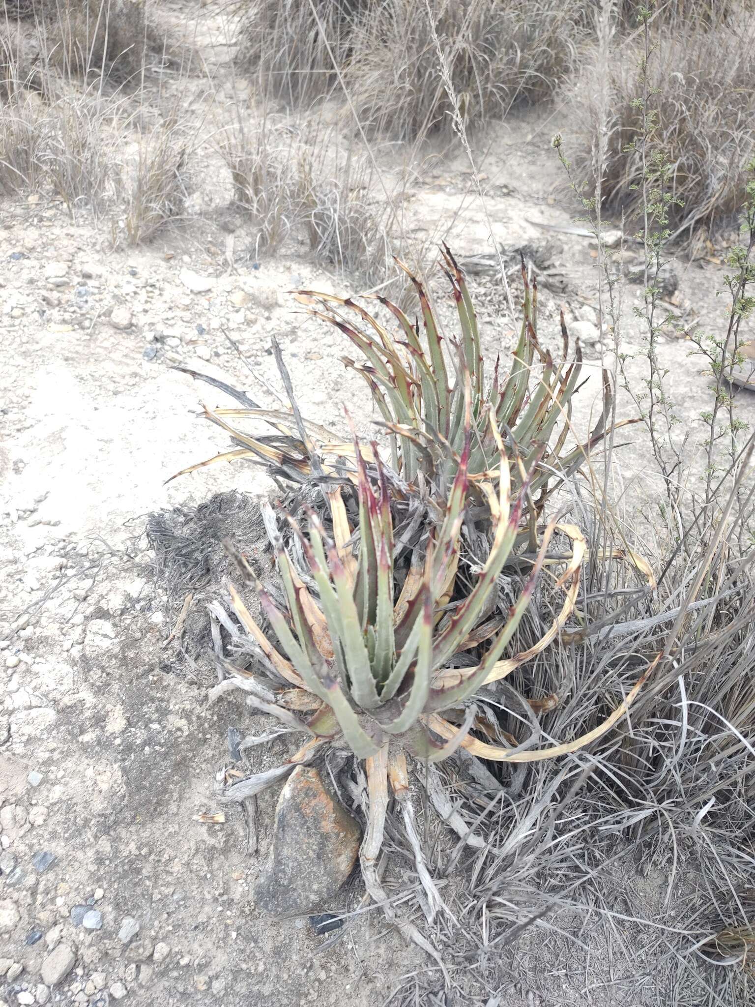 Hechtia perotensis I. Ramírez & Mart.-Correa的圖片