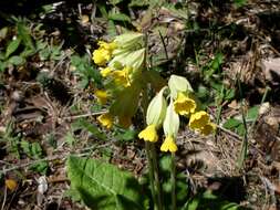 Image of Cowslip