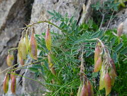 صورة Astragalus australis (L.) Lam.