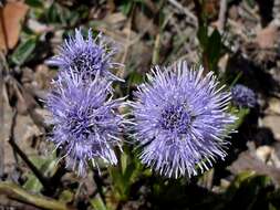 Image of Globularia vulgaris L.