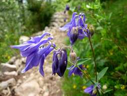 Plancia ëd Aquilegia vulgaris L.