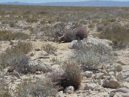 Image of Ferocactus fordii subsp. fordii