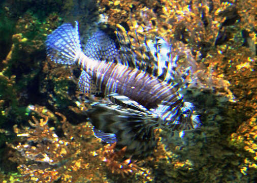 Image of Common lionfish