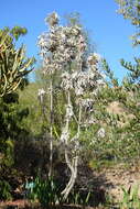 Image of Silver tree