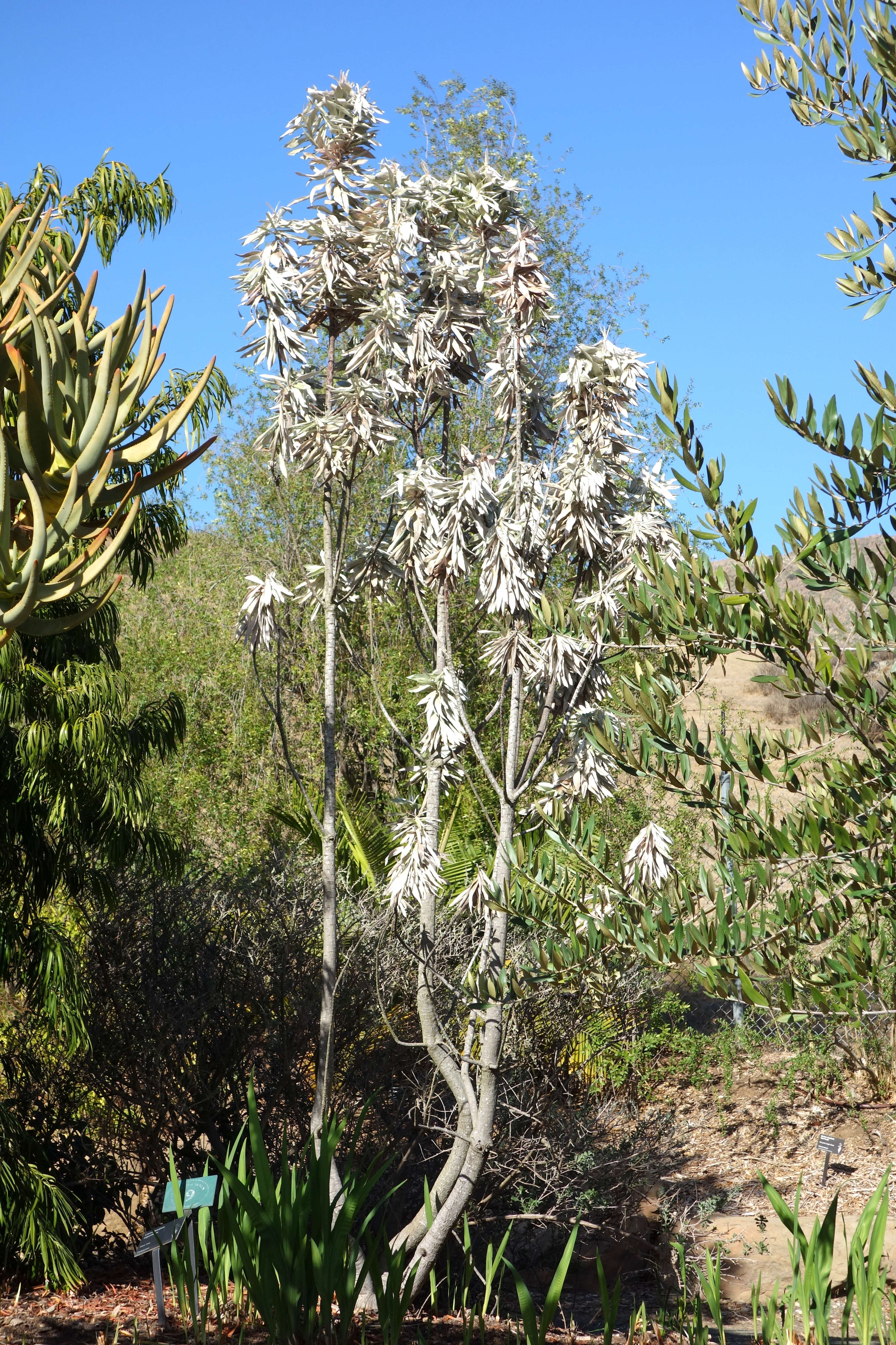 Image of Silver tree