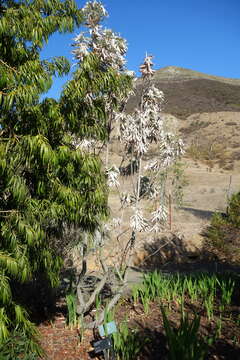 Imagem de Leucadendron argenteum (L.) R. Br.