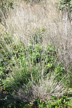 Image of leafy reedgrass