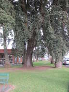 Image of Holm Oak