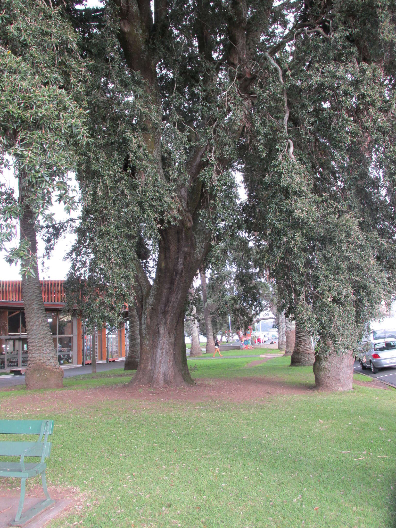 Image of Holm Oak