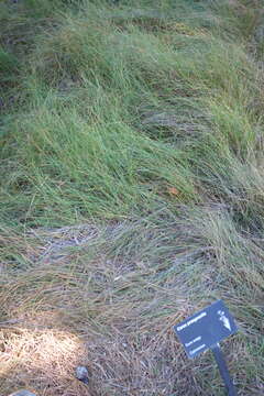 Image of clustered field sedge