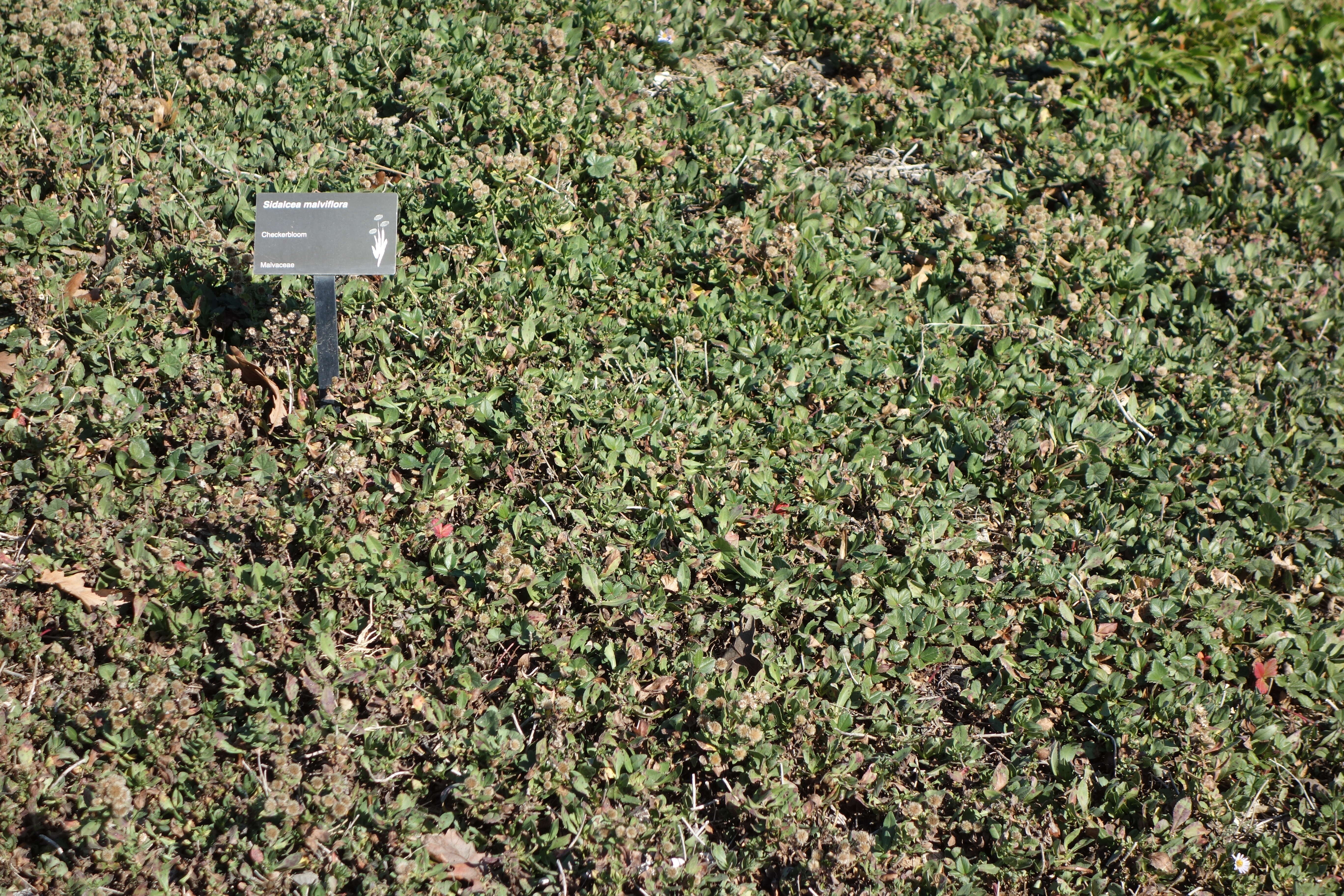 Image of dwarf checkerbloom