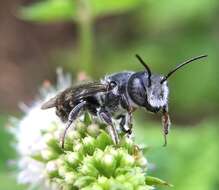 Imagem de Megachile exilis Cresson 1872