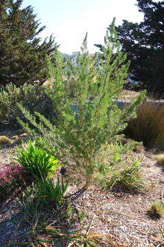 Imagem de Psoralea pinnata L.