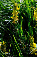 Imagem de Genista tinctoria L.