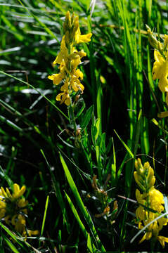 Image of Dyer's Greenweed