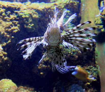 Image of Common lionfish