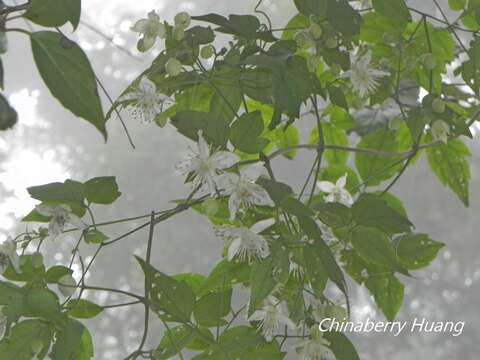 Imagem de Clematis parviloba Gardn. & Champ.