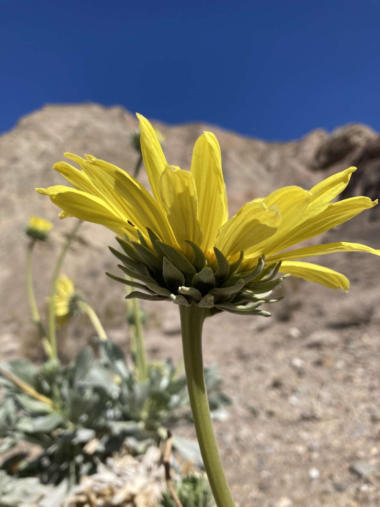 Image of Panamint daisy