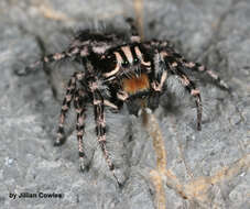 صورة Phidippus tigris Edwards 2004