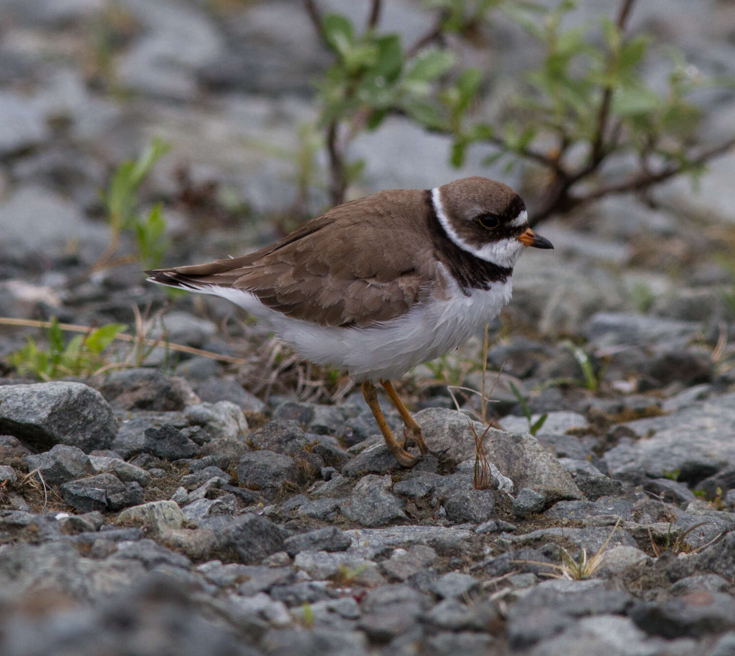 Image of Semipalmated Plover