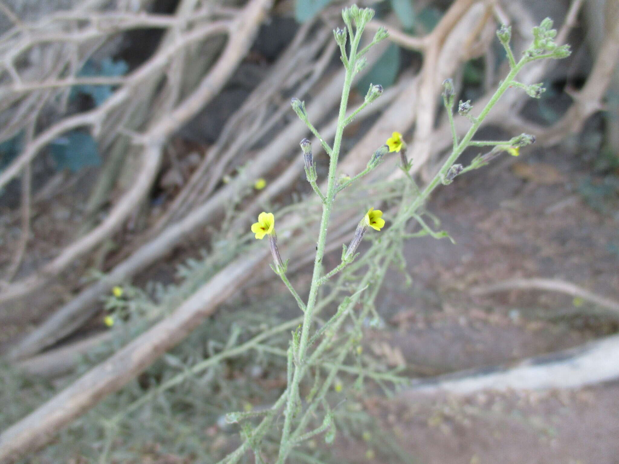 Image of Jamesbrittenia canescens (Benth.) O. M. Hilliard
