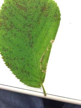 Image of Phyllonorycter ostryaefoliella (Clemens 1859)