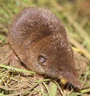 Image of shrews