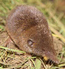 Image of shrews