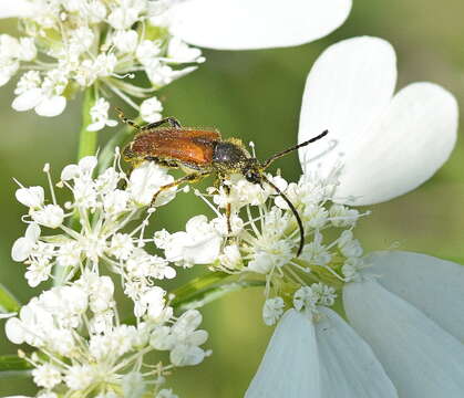 Image of Pseudovadonia