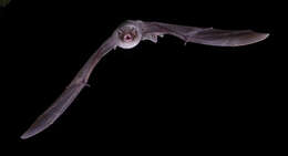 Image of Common Bentwing Bat