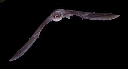 Image of Common Bentwing Bat