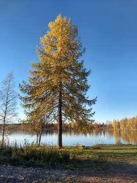 Image of Siberian Larch