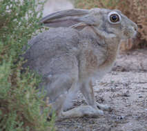 Lepus capensis Linnaeus 1758 resmi