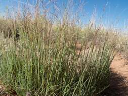 Image of ring muhly