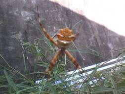 Image of Silver Argiope