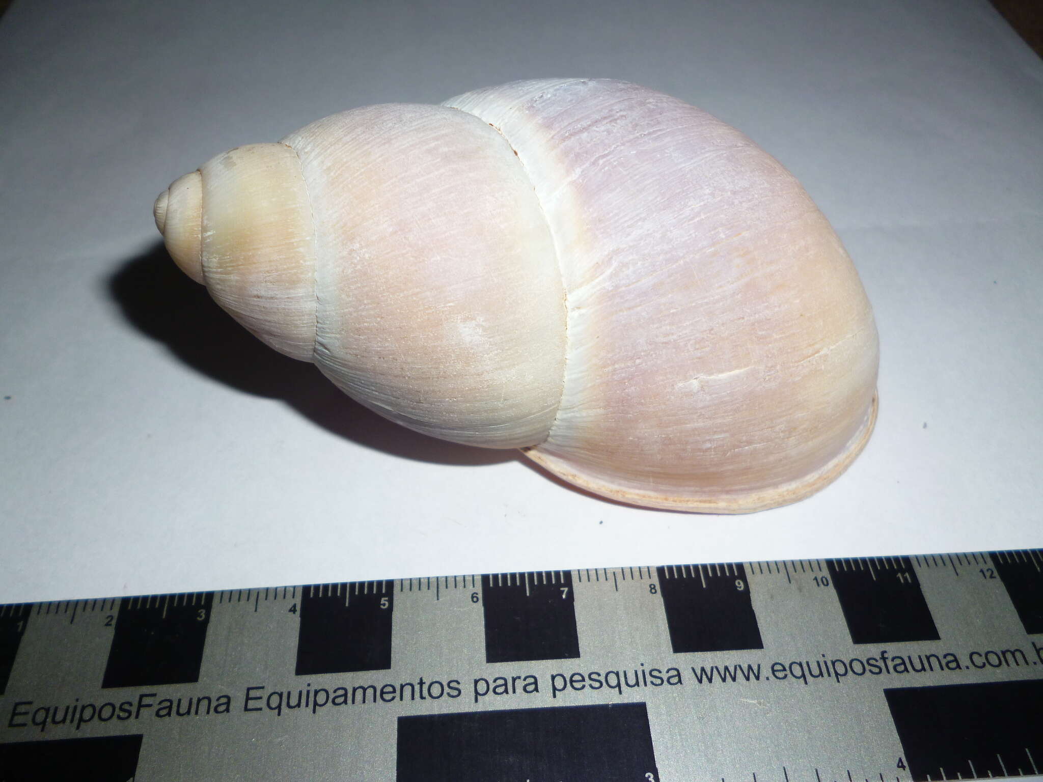 صورة Megalobulimus haemastomus