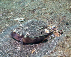 Image of Y-bar shrimp goby