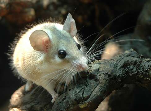 Image of spiny mice, forest mice, and relatives