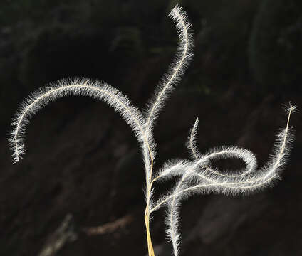 Image of Stipa iberica Martinovský