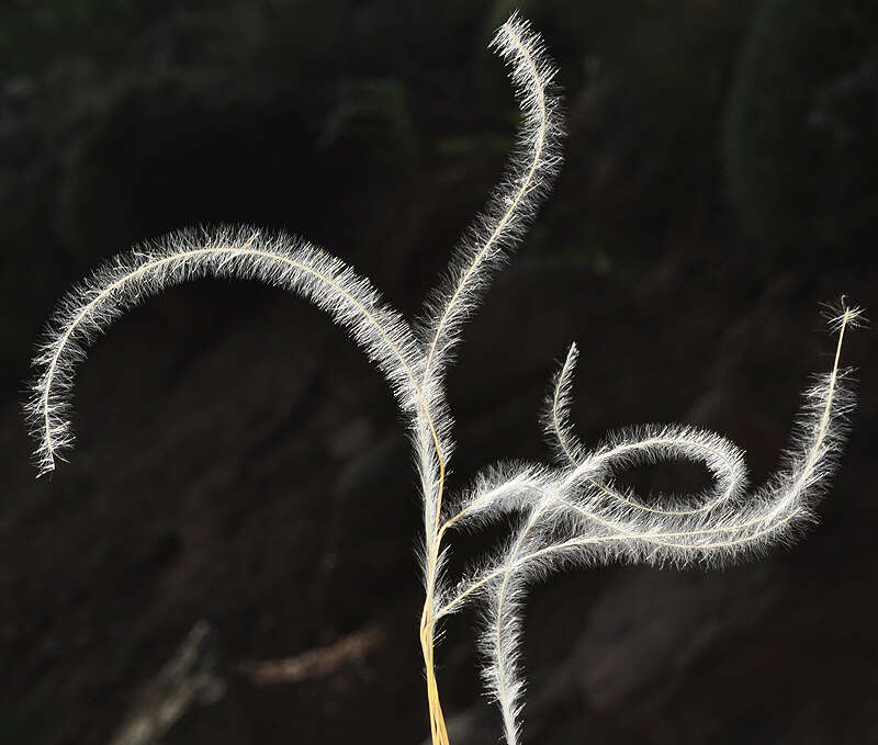 Plancia ëd Stipa iberica Martinovský