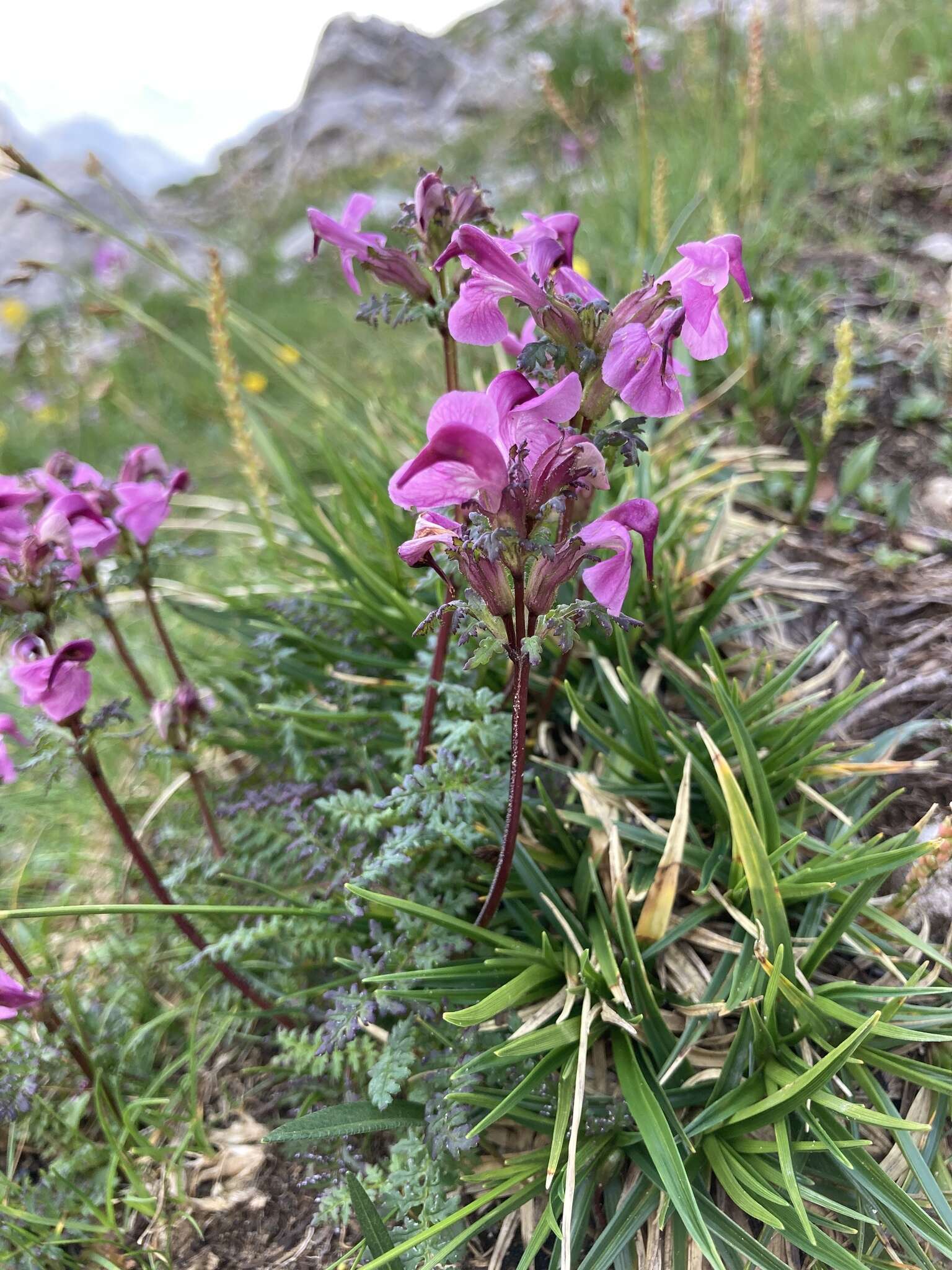 Image of beaked lousewort